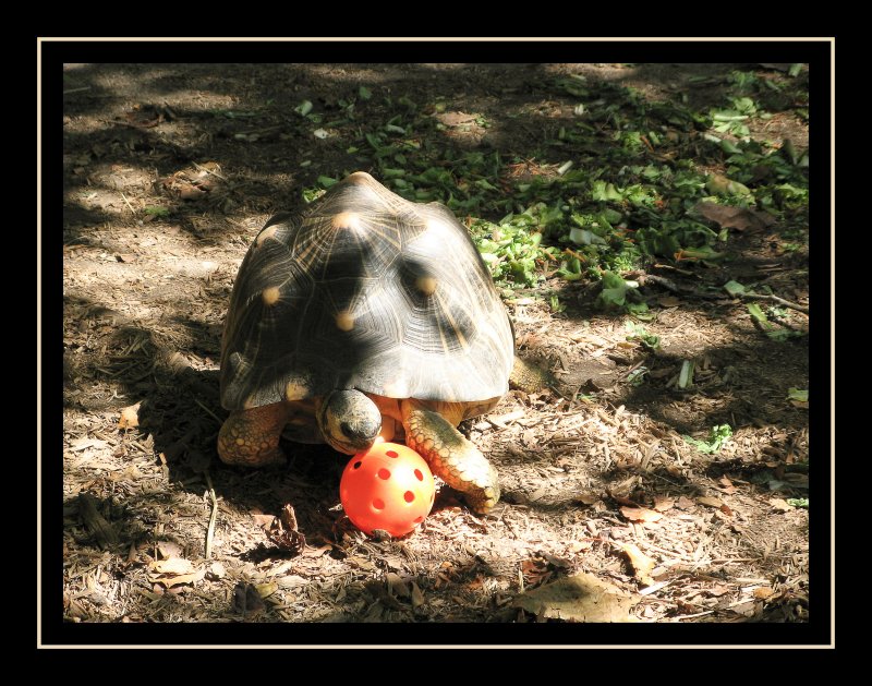 A tortoise and his ball