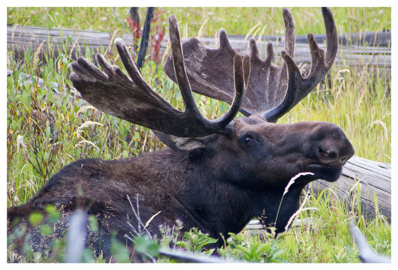 Bull moose!