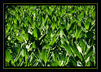 Random Plants