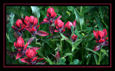 Indian Paintbrush