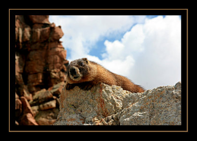 Marmot on Columbine Pass