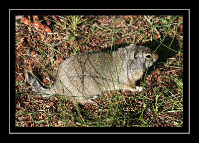 Ground Squirrel - Norah's Favorite Wildlife