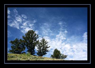 Trees on Specimen Ridge