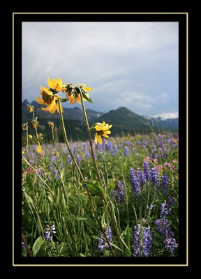 Flowers - Beartooth Wilderness