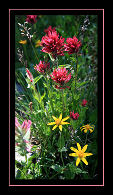 Flowers - Beartooths