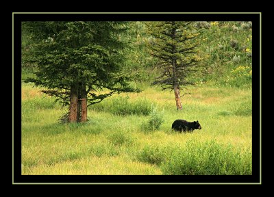 Black Bear - Yellowstone National Park