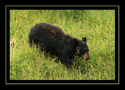 Black Bear - Yellowstone National Park