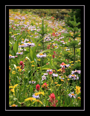 Flowers Near Iceberg Lake