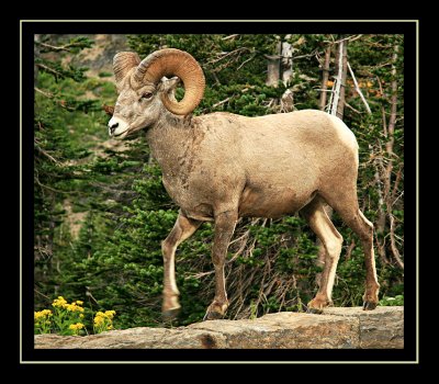 Bighorn Sheep