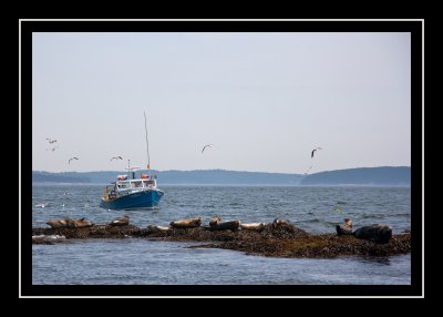 Seals in the harbor