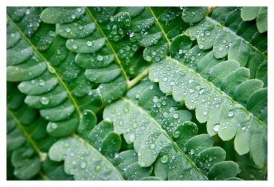 Fern abstract