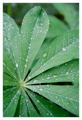 Plant on a rainy day