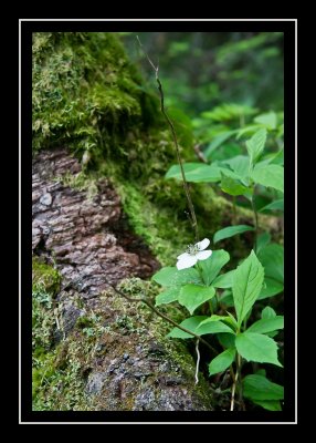 Flower on Baldplate Mountain