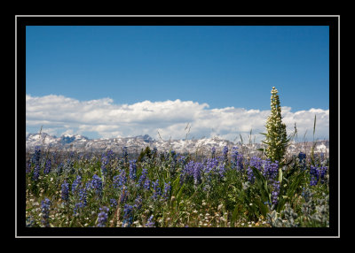 A solitary monument plant amidst the lupines