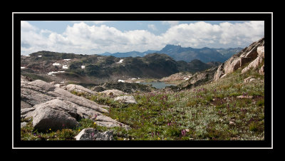 Flowers on the ridge