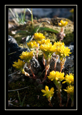 Lance leaved stonecrop