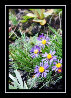 Alpine asters