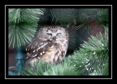 Judy (saw-whet owl)