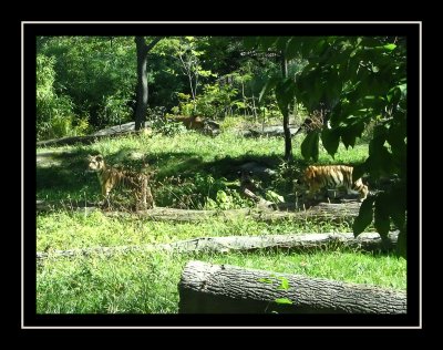 Tiger cubs!  *squeal*