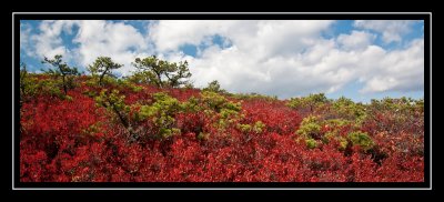 Huckleberry bushes on fire