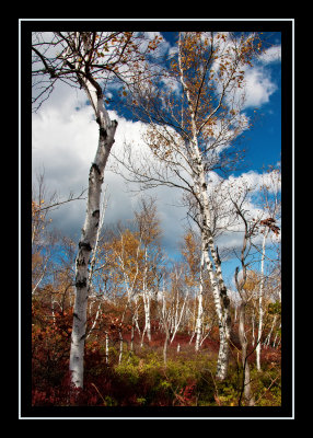 Birches in Sam's Point Preserve