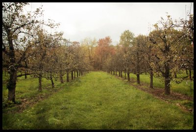 Apple orchard