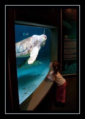 The huge turtle at the Maritime Aquarium (Norwalk, CT)