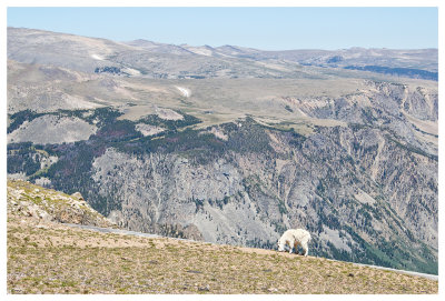 Mountain goat on Beartooth Pass