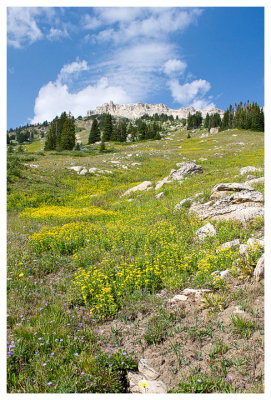 A look up at Beartooth Butte