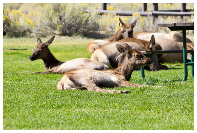 Elk chilling on the lawn at Mammoth Springs