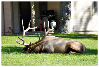 Sleepy bull elk