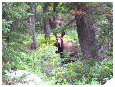 Moose on the trail