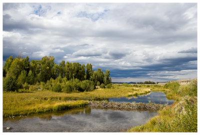 Beaver dam