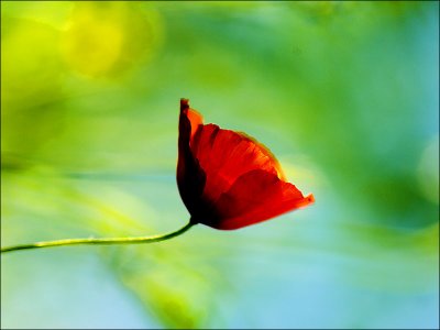 49_48846_poppy_D2X3882.jpg