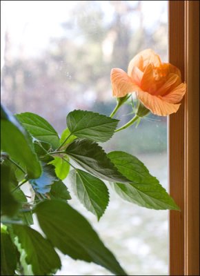 Flower.jpg