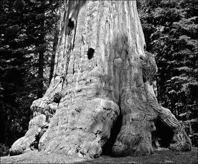 Generall Sherman Sequoia.jpg