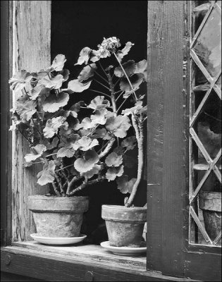 Geraniums.jpg