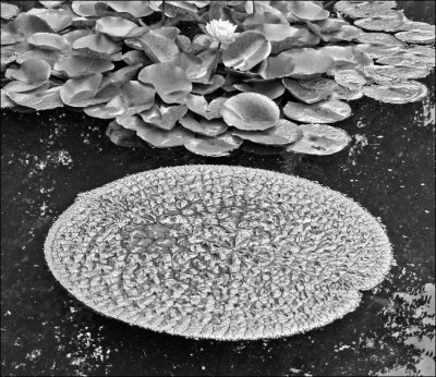 Lily and pad.jpg