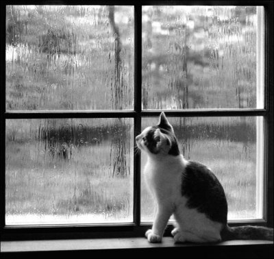 Rainy afternoon.jpg
