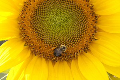 Sunflower & the bee