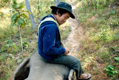 The mahout unsuccessfully tries to stop the Elephant from breaking trees along the way