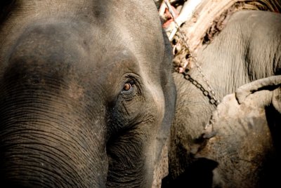 The Elephants get take a break after the hour long trek and cool their heels