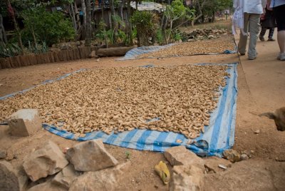 These peanuts are dried and sold in the local market