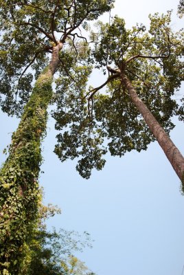 Chiang Dao Nest, Chiang Mai, Thailand 2010