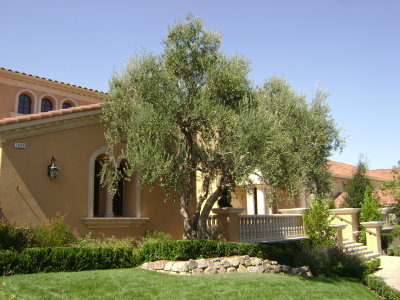  Olive Trees