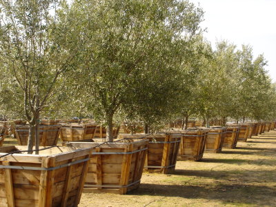 Arbequina STD