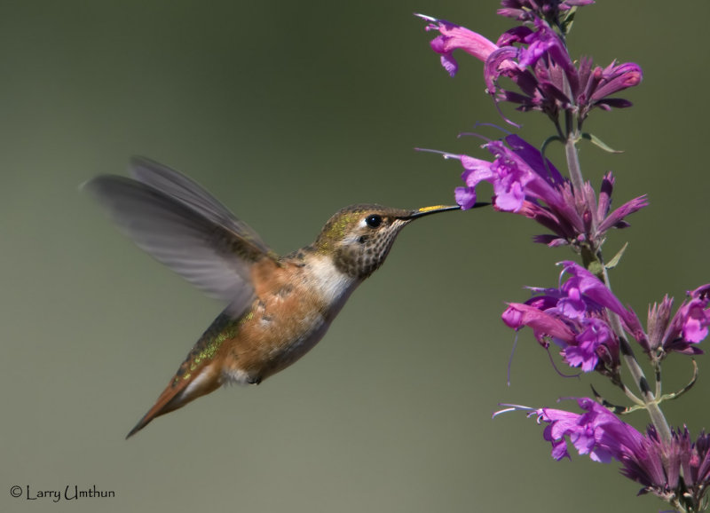 Rufous Hummingbird