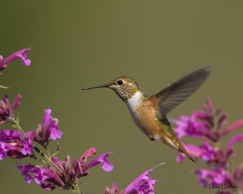 Rufous Hummingbird