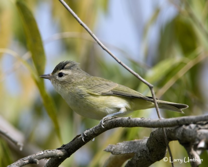 Warbling Vireo