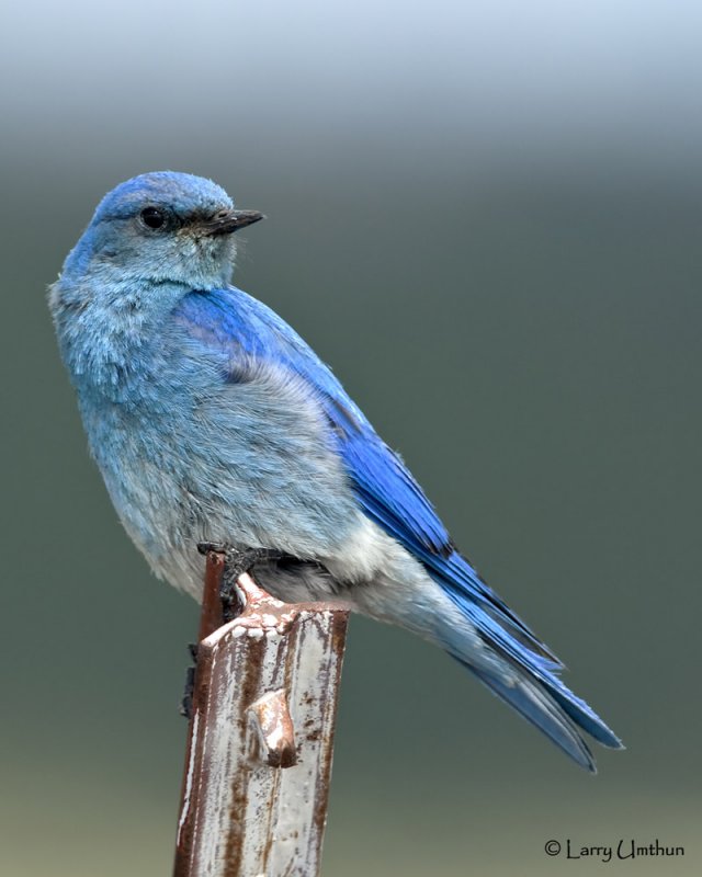 Mountain Bluebird